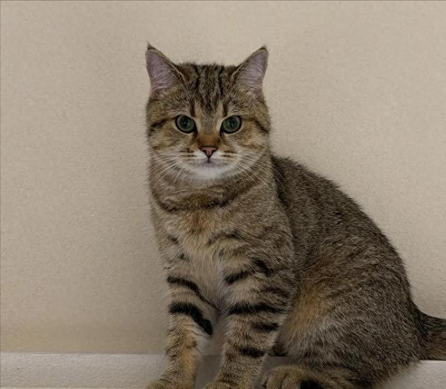 七大中华田园猫品种大盘点：它们各自有什么独特魅力？