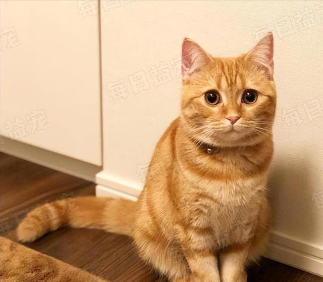 七大中华田园猫品种大盘点：它们各自有什么独特魅力？