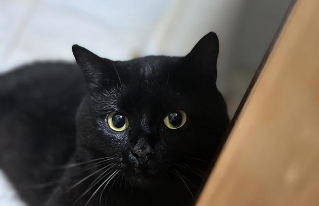 七大中华田园猫品种大盘点：它们各自有什么独特魅力？