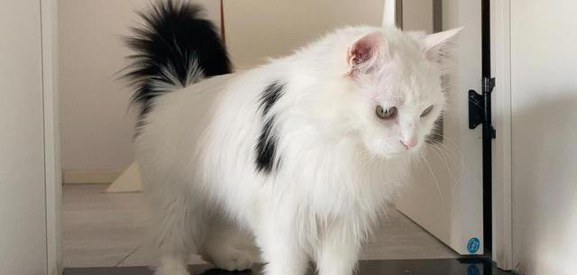 七大中华田园猫品种大盘点：它们各自有什么独特魅力？