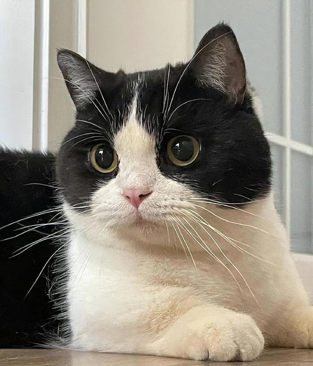 七大中华田园猫品种大盘点：它们各自有什么独特魅力？