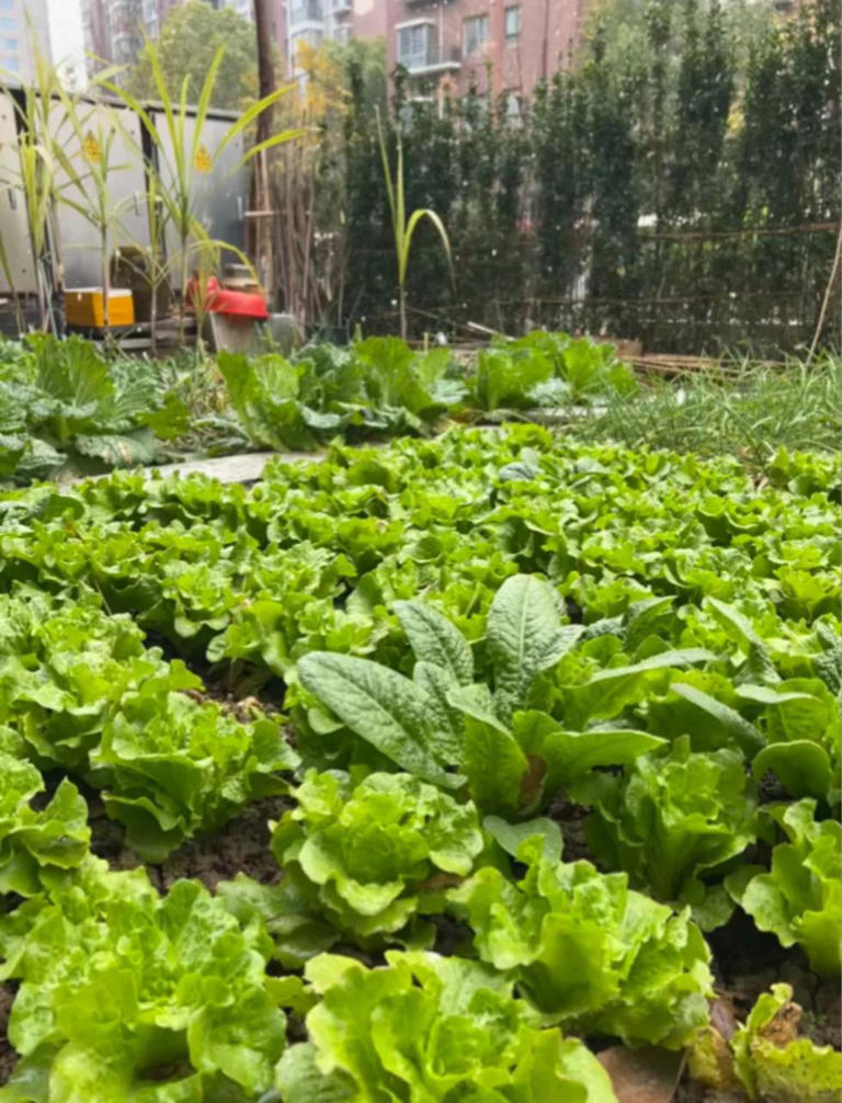 老了，就想有个小院，和你慢慢变老！