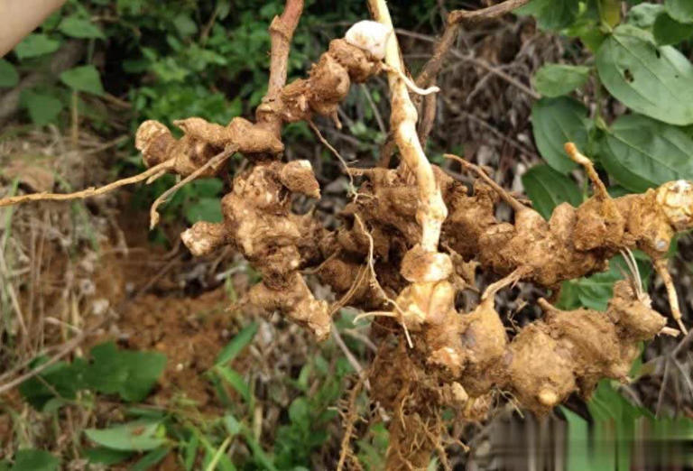 农村常见5种珍贵植物，碰到带回家好处多多！ 