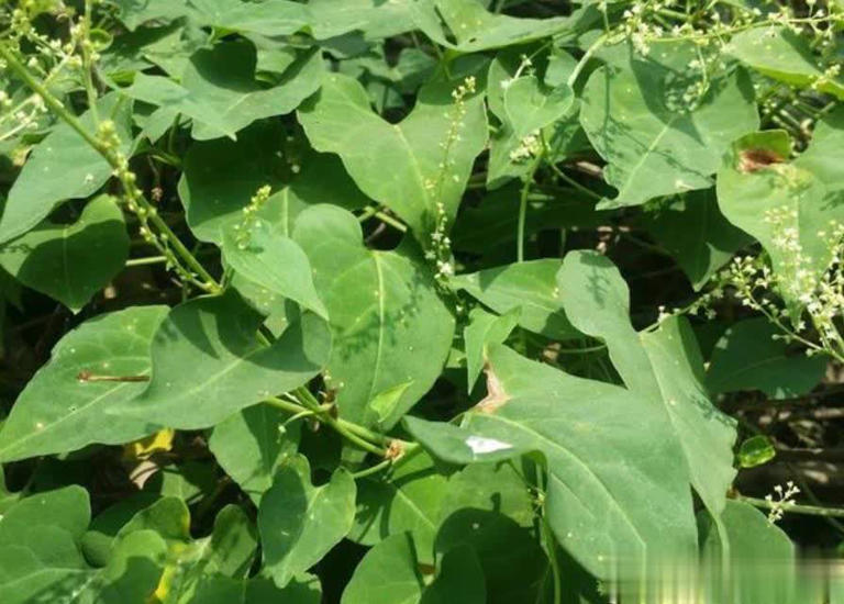 农村常见5种珍贵植物，碰到带回家好处多多！