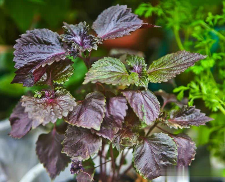 农村常见5种珍贵植物，碰到带回家好处多多！