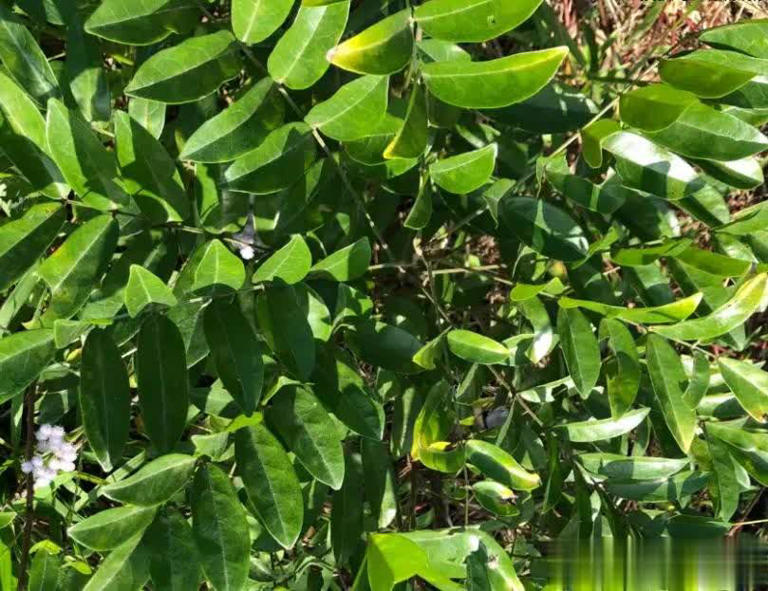 农村常见5种珍贵植物，碰到带回家好处多多！