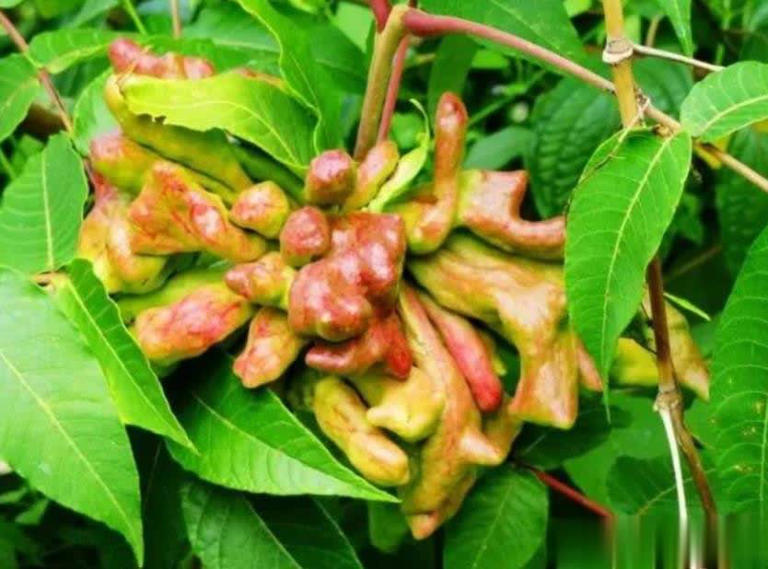 农村常见5种珍贵植物，碰到带回家好处多多！