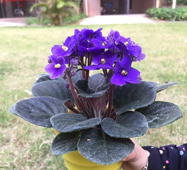 养花嫌麻烦？这几种随手埋土就活，不挑土还能开花