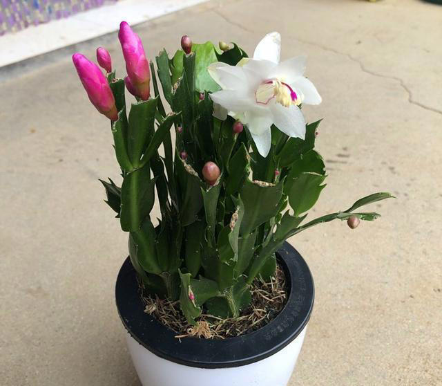 养花嫌麻烦？这几种随手埋土就活，不挑土还能开花