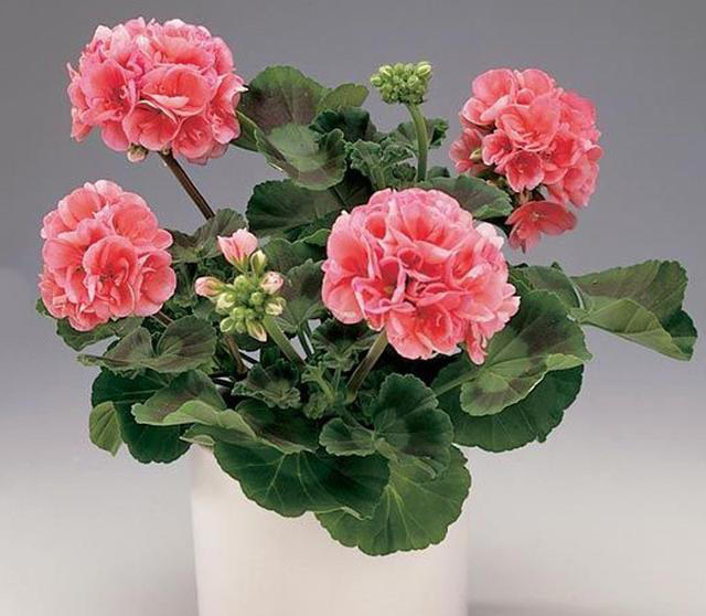 养花嫌麻烦? 这几种随手埋土就活，不挑土还能开花