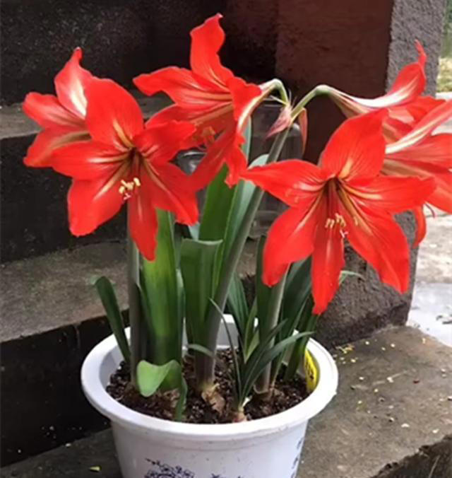 养花嫌麻烦？这几种随手埋土就活，不挑土还能开花