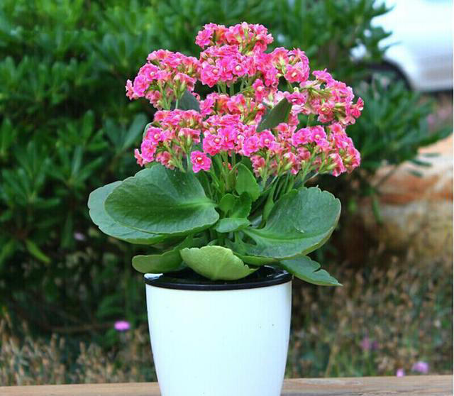 养花嫌麻烦？这几种随手埋土就活，不挑土还能开花