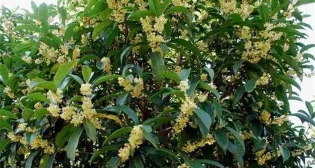 院子里适合栽5种树，漂亮美观寓意好，又能旺宅