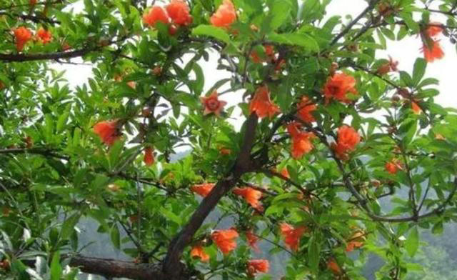 院子里适合栽5种树，漂亮美观寓意好，又能旺宅