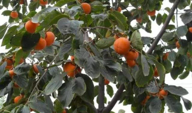 院子里适合栽5种树，漂亮美观寓意好，又能旺宅