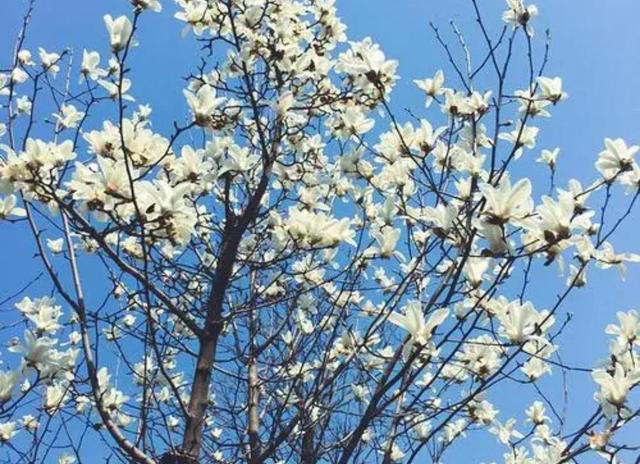 院子里适合栽5种树，漂亮美观寓意好，又能旺宅