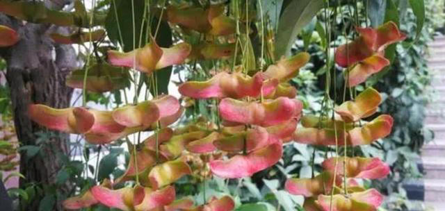 院子里适合栽5种树，漂亮美观寓意好，又能旺宅