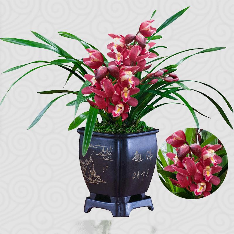 养它，你就再也看不上别的花了！一年开花200天，沾土就疯长