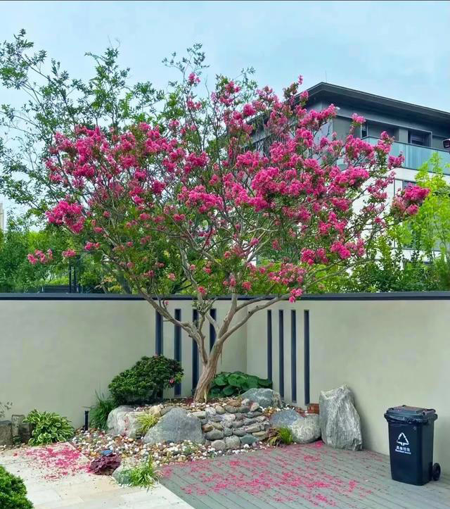 无树不成院！院子再小，这几种树也要种上一棵。