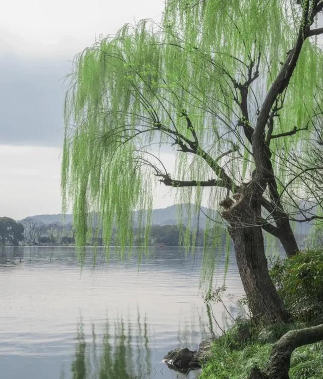 无树不成院！院子再小，这几种树也要种上一棵。