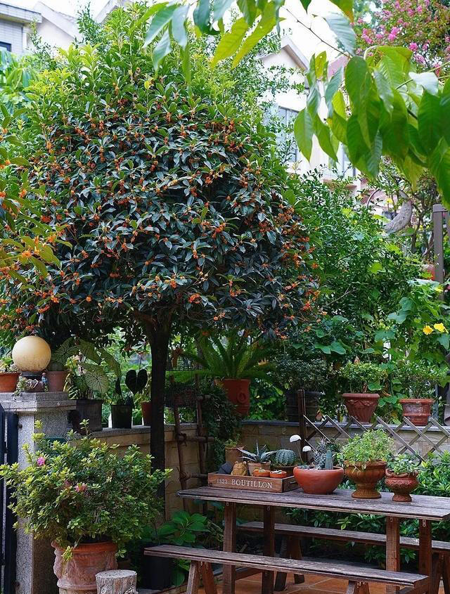 无树不成院！院子再小，这几种树也要种上一棵。