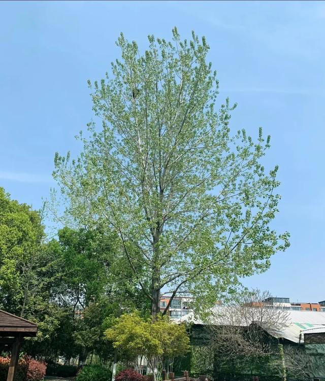 无树不成院！院子再小，这几种树也要种上一棵。