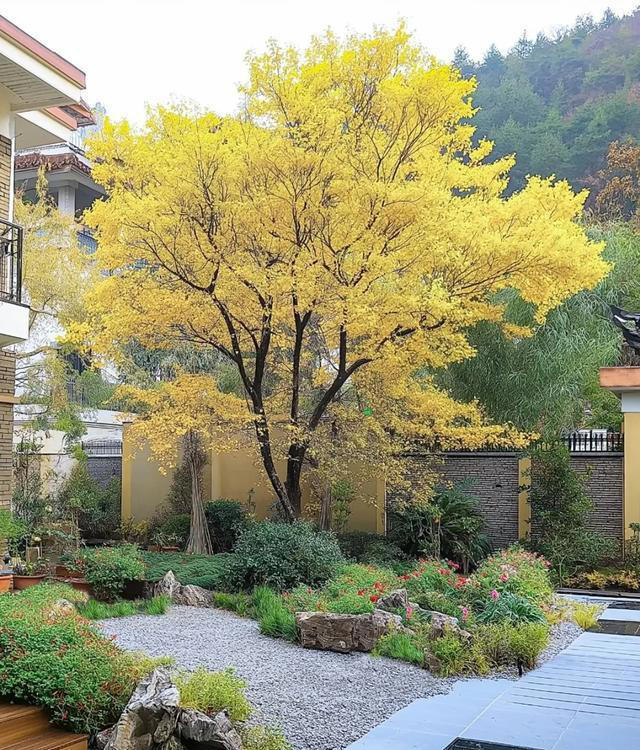 无树不成院！院子再小，这几种树也要种上一棵。