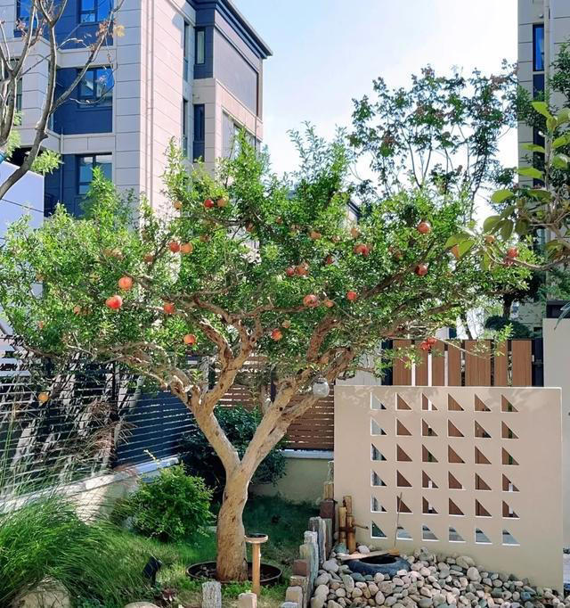 无树不成院！院子再小，这几种树也要种上一棵。