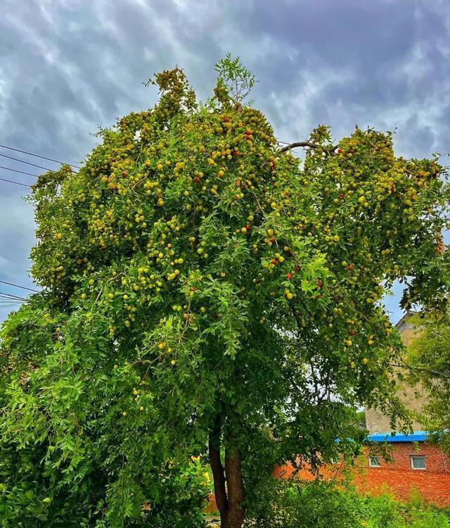 无树不成院！院子再小，这几种树也要种上一棵。