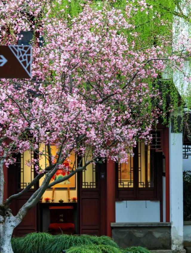 无树不成院！院子再小，这几种树也要种上一棵。