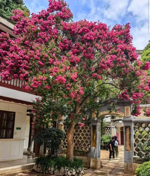 无树不成院！院子再小，这几种树也要种上一棵。