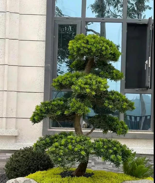 无树不成院！院子再小，这几种树也要种上一棵。