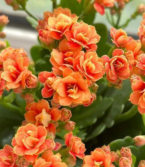 人养花花也养人的6种花，摆在卧室空气好，一觉睡到大天亮