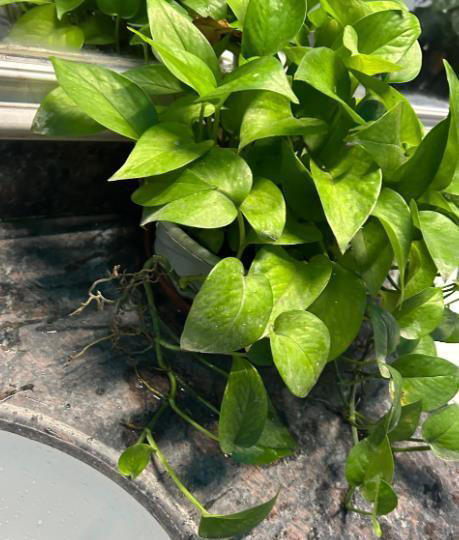 人养花花也养人的6种花，摆在卧室空气好，一觉睡到大天亮