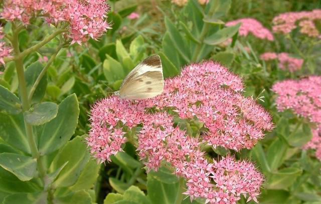人养花花也养人的6种花，摆在卧室空气好，一觉睡到大天亮