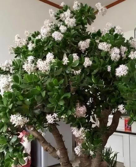 人养花花也养人的6种花，摆在卧室空气好，一觉睡到大天亮