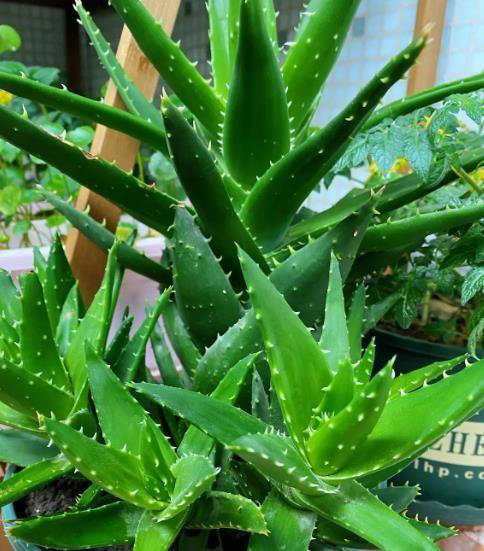 人养花花也养人的6种花，摆在卧室空气好，一觉睡到大天亮