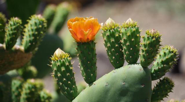 人养花花也养人的6种花，摆在卧室空气好，一觉睡到大天亮