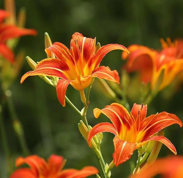 庭院栽种“5种花”，耐热耐寒四季有花，这样的院子太让人羡慕了