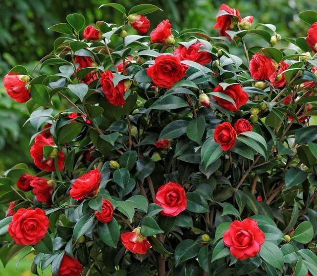 庭院栽种“5种花”，耐热耐寒四季有花，这样的院子太让人羡慕了