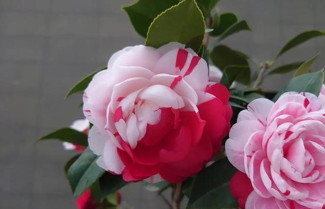 庭院栽种“5种花”，耐热耐寒四季有花，这样的院子太让人羡慕了