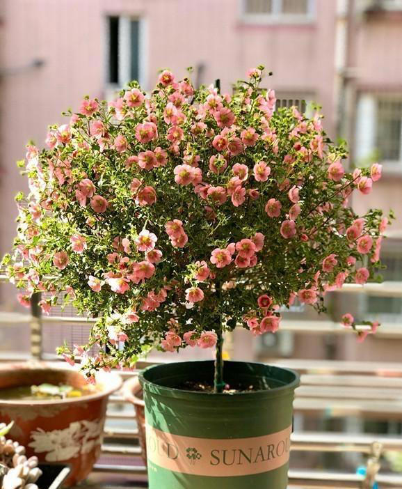 庭院栽种“5种花”，耐热耐寒四季有花，这样的院子太让人羡慕了