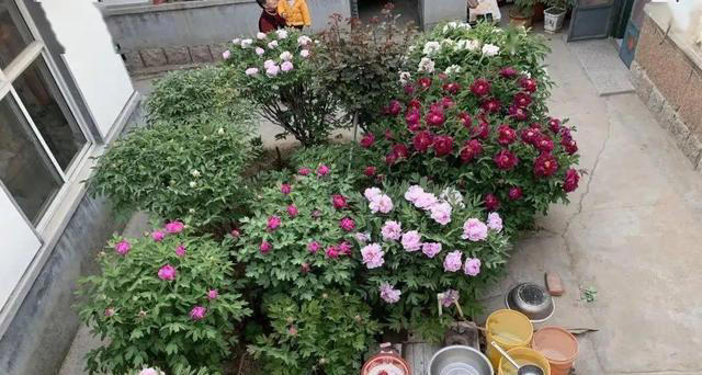 庭院栽种“5种花”，耐热耐寒四季有花，这样的院子太让人羡慕了