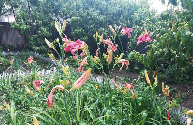 庭院栽种“5种花”，耐热耐寒四季有花，这样的院子太让人羡慕了