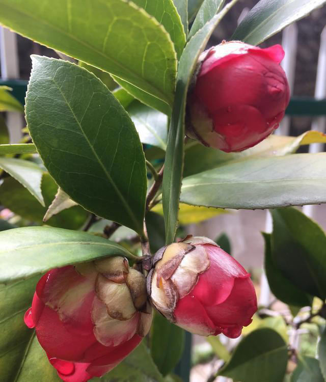 庭院栽种“5种花”，耐热耐寒四季有花，这样的院子太让人羡慕了