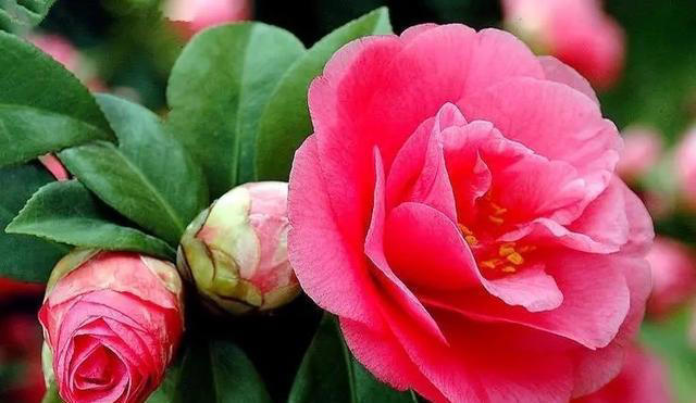 庭院栽种“5种花”，耐热耐寒四季有花，这样的院子太让人羡慕了