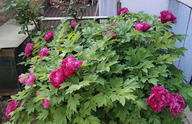 庭院栽种“5种花”，耐热耐寒四季有花，这样的院子太让人羡慕了