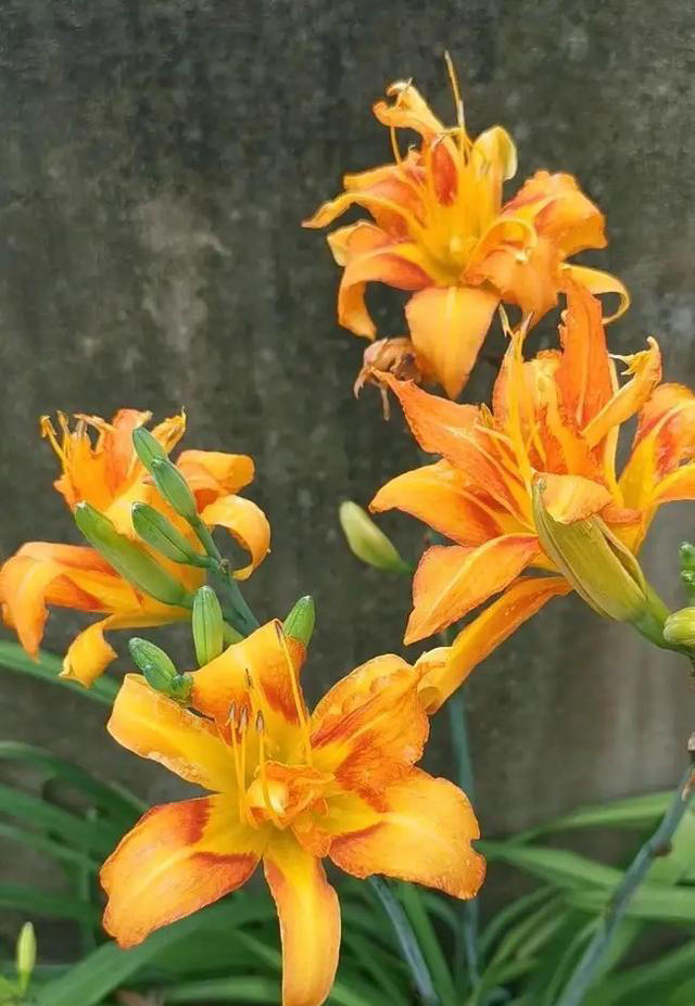 庭院栽种“5种花”，耐热耐寒四季有花，这样的院子太让人羡慕了