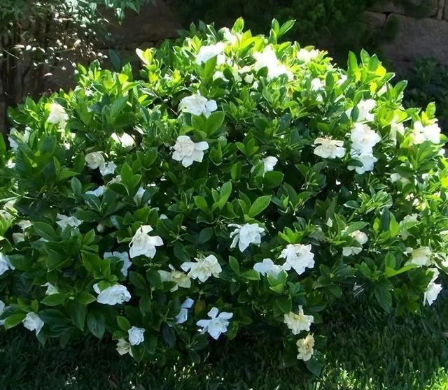 庭院栽种“5种花”，耐热耐寒四季有花，这样的院子太让人羡慕了