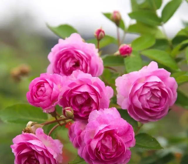 庭院栽种“5种花”，耐热耐寒四季有花，这样的院子太让人羡慕了